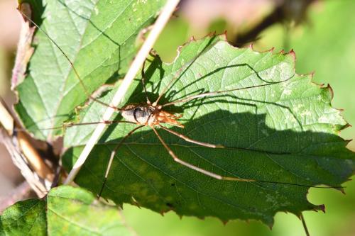 Phalangium opilio